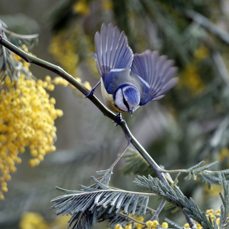 Mésange bleue